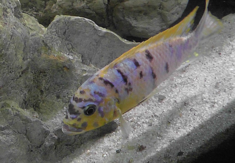 Maylandia fainzilberi 'Lundo Island'